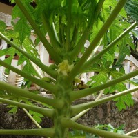 Carica papaya L.